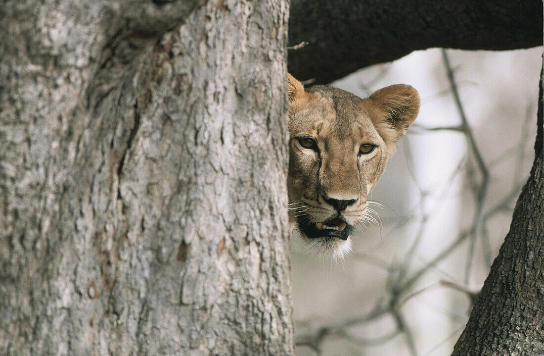 Lion. African fauna.