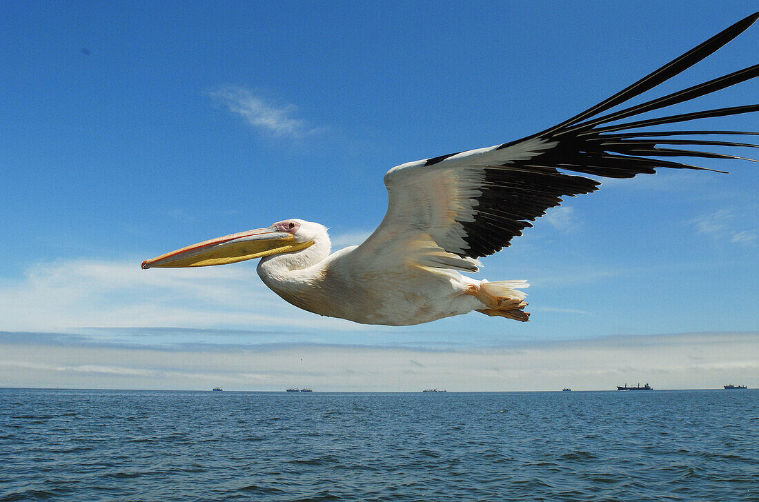 Pelican. Walvis Bay. Namibia.