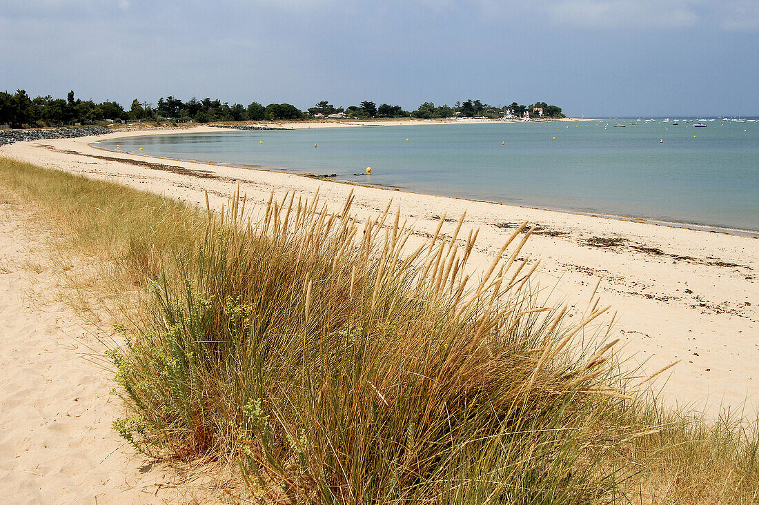 Les Portes en Ré and Trousse chemise beach. Ile de Ré. Poitou-Charentes. Charente-Maritime. France.