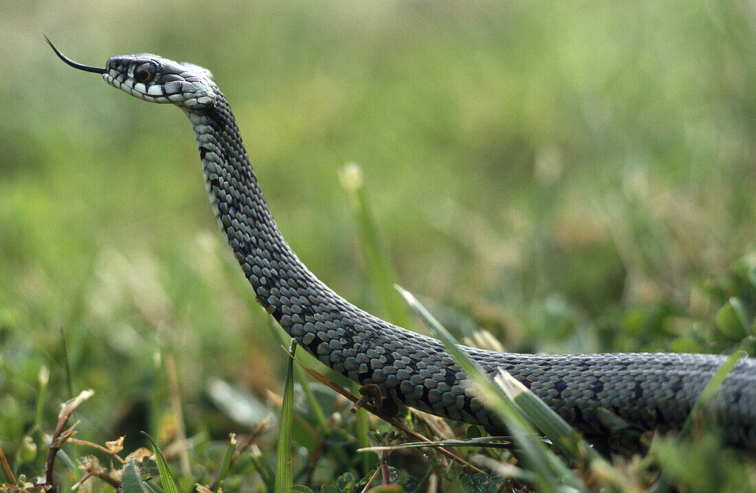Grass snake (Natrix natrix). Badajoz province. Spain.
