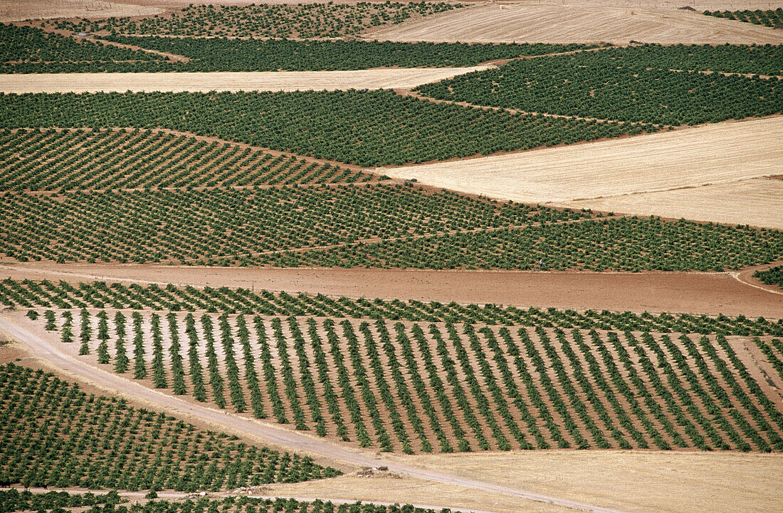 Vineyards and grain plantations on plain, Consuegra. Toledo province, Castilla-La Mancha, Spain