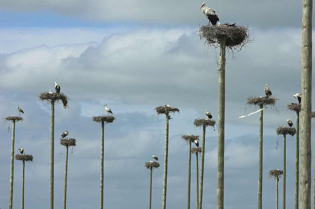 White Stork (Ciconia ciconia) nesting on wooden poles. Cáceres province, Extremadura, Spain