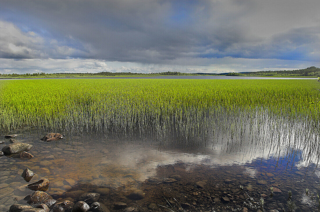 Wetland. Ovre Pasvik Natural Park, Norway.