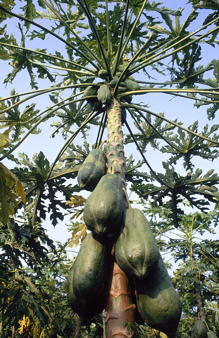 Papaya tree (Carica papaya). Apatzingan, Michoacan State, Mexico