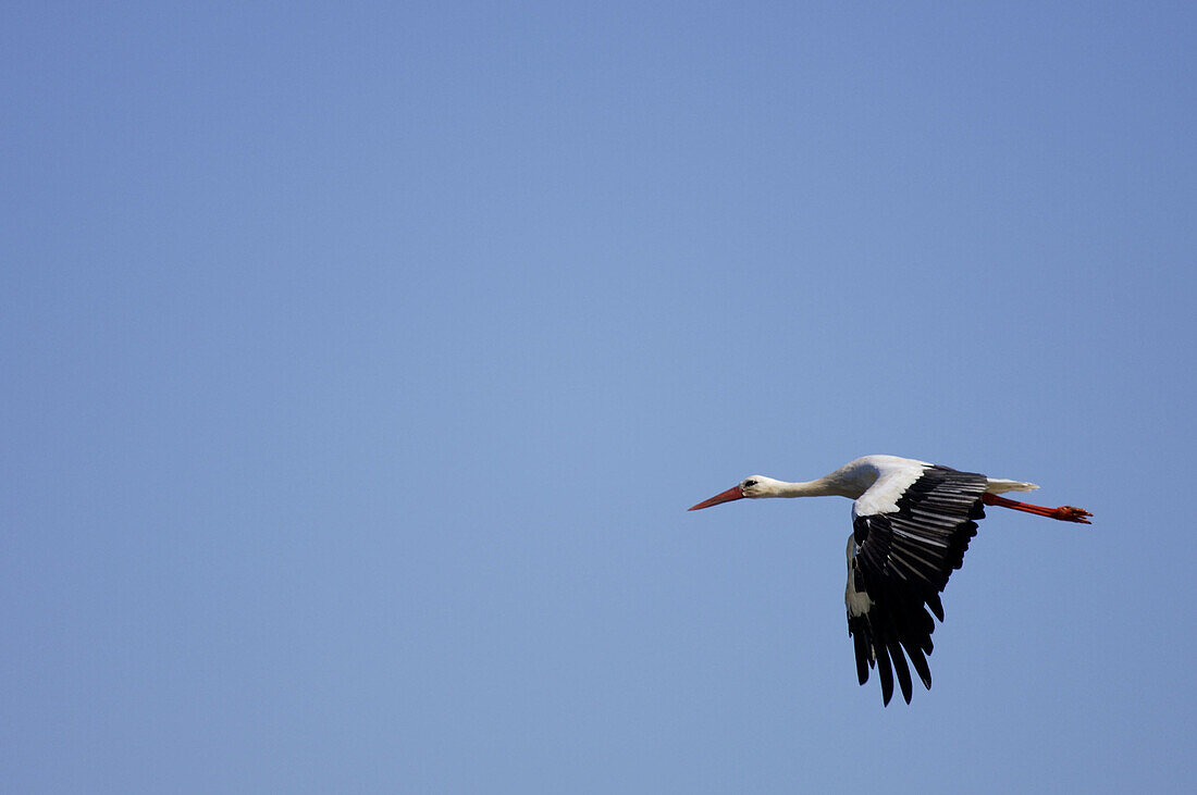 White Stork (Ciconia ciconia). Pastriz. Zaragoza province. Spain
