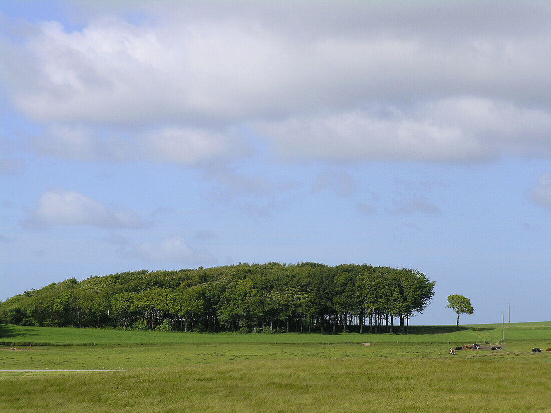 Typical danish landscape with fields, small wood, and grasing cattle.