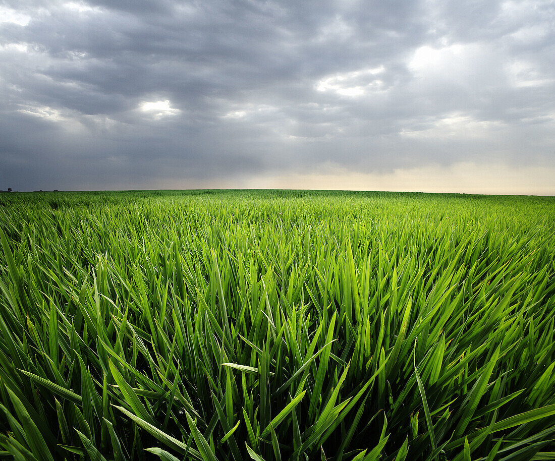 Rice field. Ebro river delta, Tarragona province. Catalonia, Spain