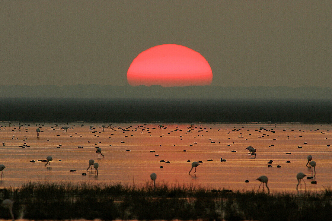 Evening in Doñana National Park. Huelva province, Andalusia, Spain