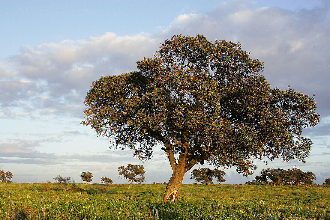 Holm Oaks (Quercus rotundifolia). Sevilla, Andalusia, Spain