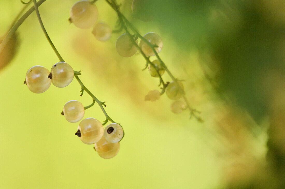 White currant berries ripening on a bush (Ribes vulgare). Maryland, USA