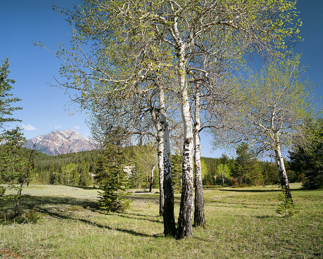 Aspens and Pyramid Mountain in Spring, Jasper National Park, Alberta, Canada