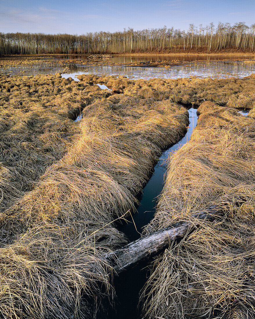 Grasses and Beaver Pond in Spring, Elk Island National Park, Alberta, Canada