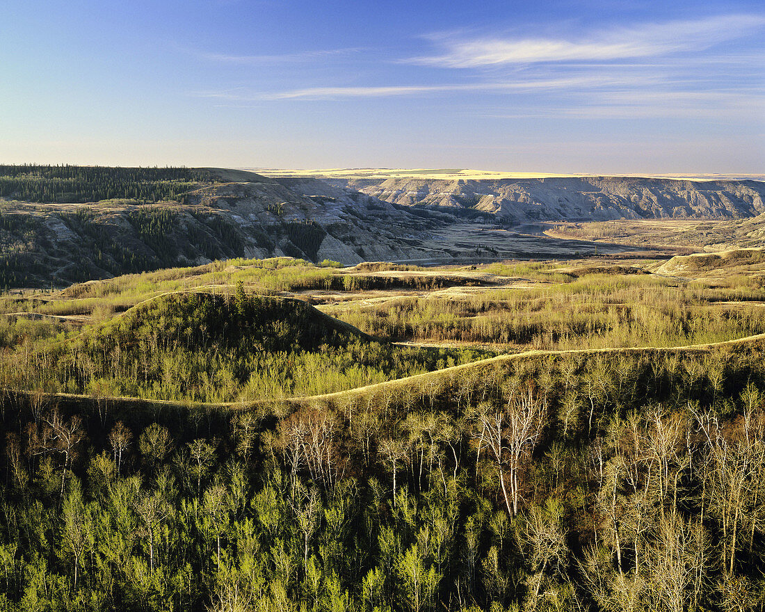 Eary Morning Light Early on Spring Foliage at Dry Island Buffalo Jump Provincial Park, Alberta, Canada.