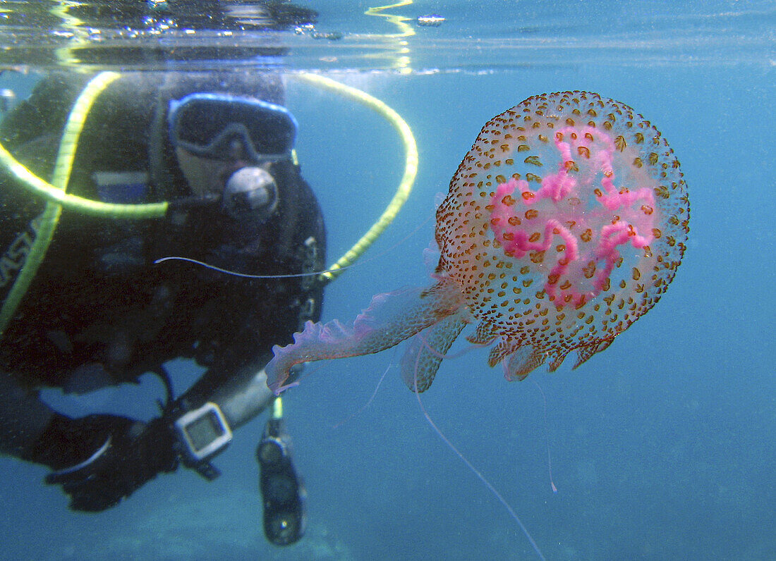 Jellyfish (Pelagia noctiluca), Mediterranean Sea. Malaga Coast, Andalusia, Spain