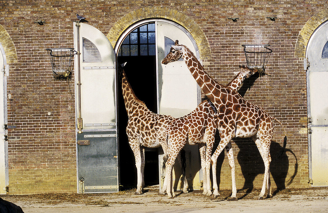 Giraffes in the London zoo. UK.