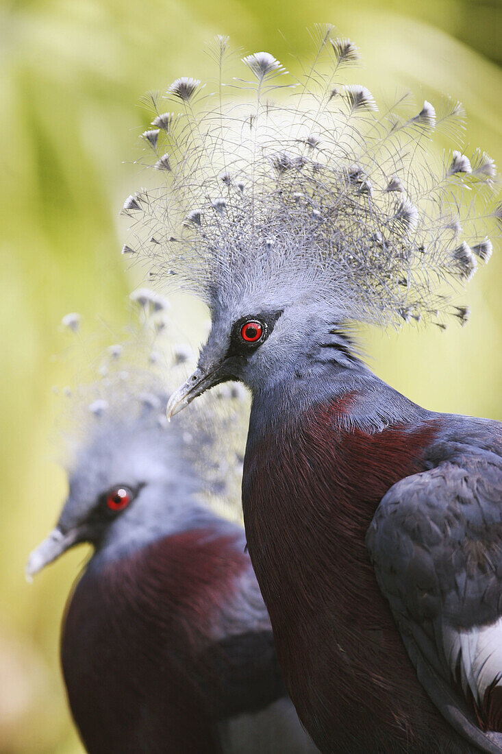 Victoria Crowned Pigeon (Goura victoria)