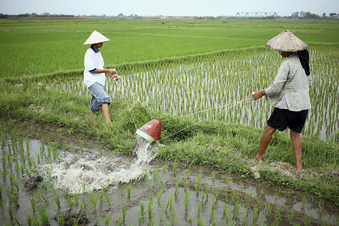 Irrigation system. Rice field. Hanoi. Vietnam.