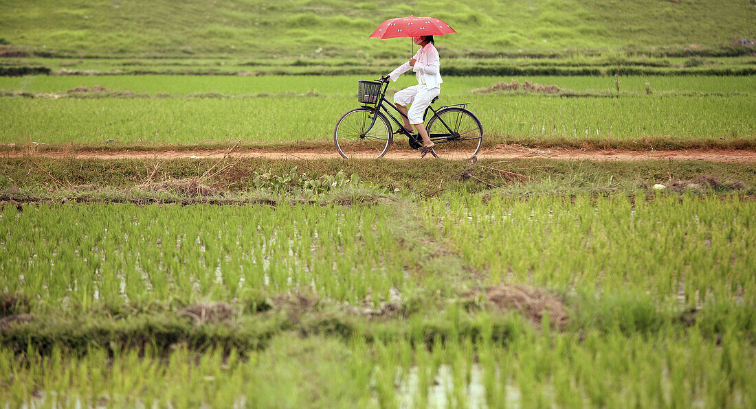 Woman on a bicycle in a ricefield. Hanoi. Vietnam.