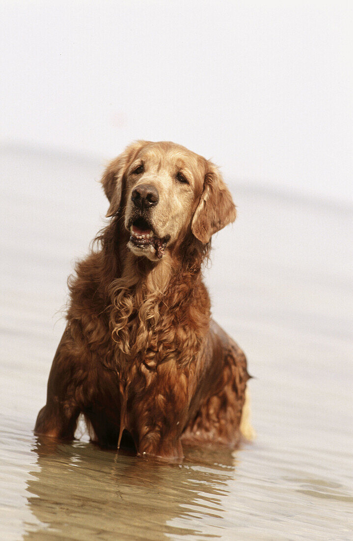 Dog in water