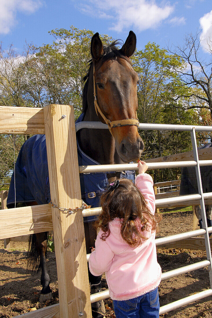 Three year old girl feeding grass to a horse, Stanhope Stables, Huntington, NY. USA.