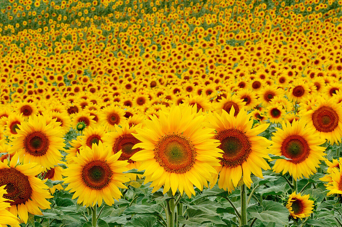 Sunflowers. Andalucia, Cadiz province. Spain