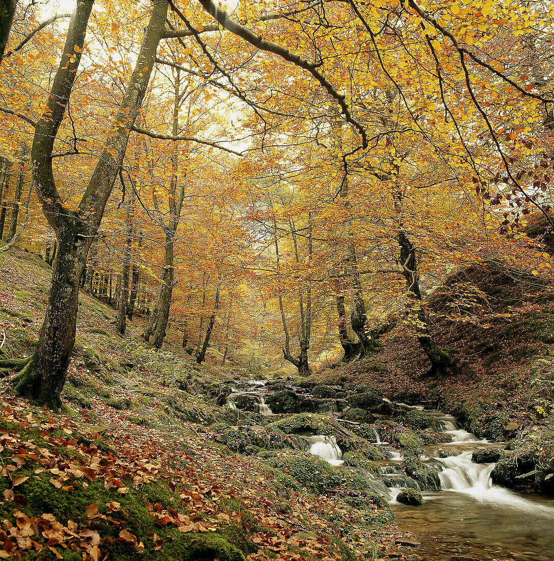 Altzania mounts. Gipuzkoa province. Euskadi. Spain.