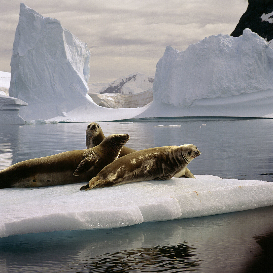 Weddell Seals (Leptonychotes weddelli). Antarctica. South Pole