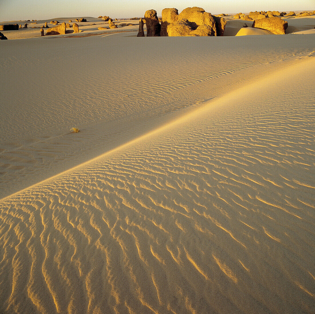 Ténéré desert. Argelia.