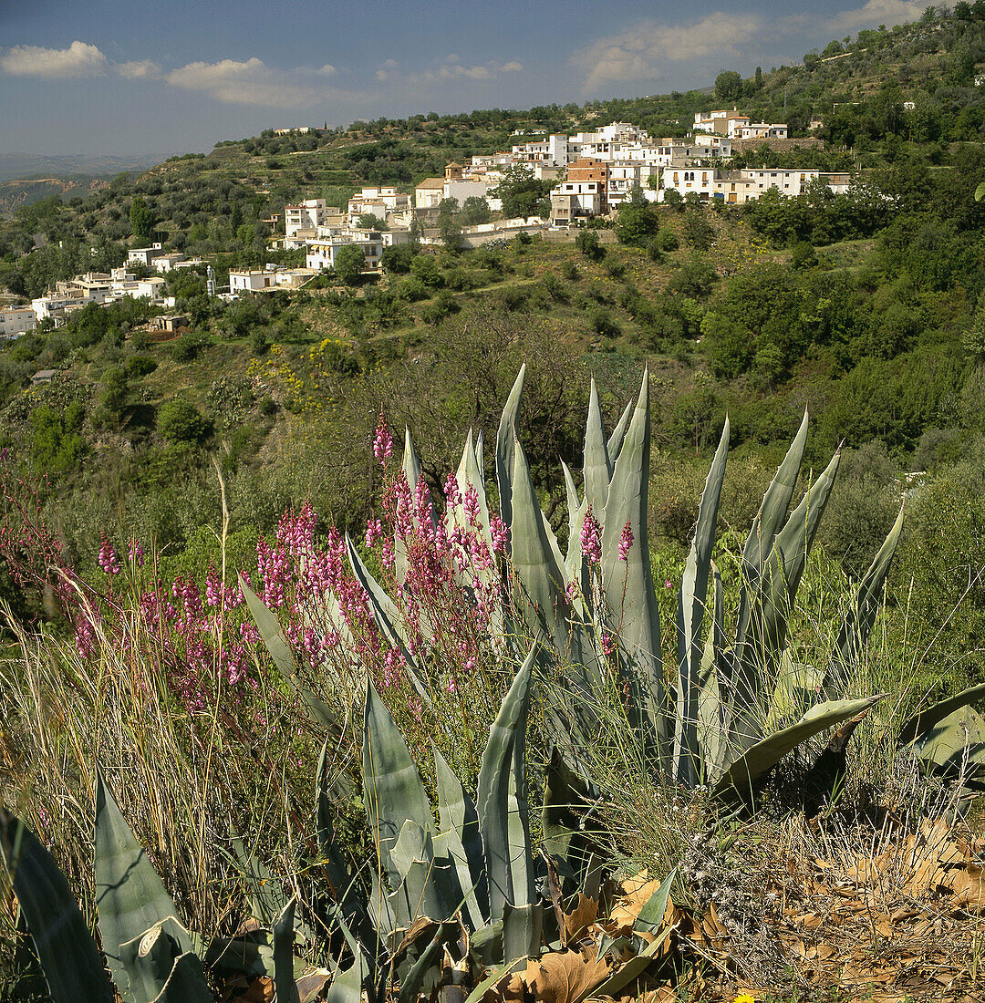 Alpujarras. Granada. Andalucia. Spain.