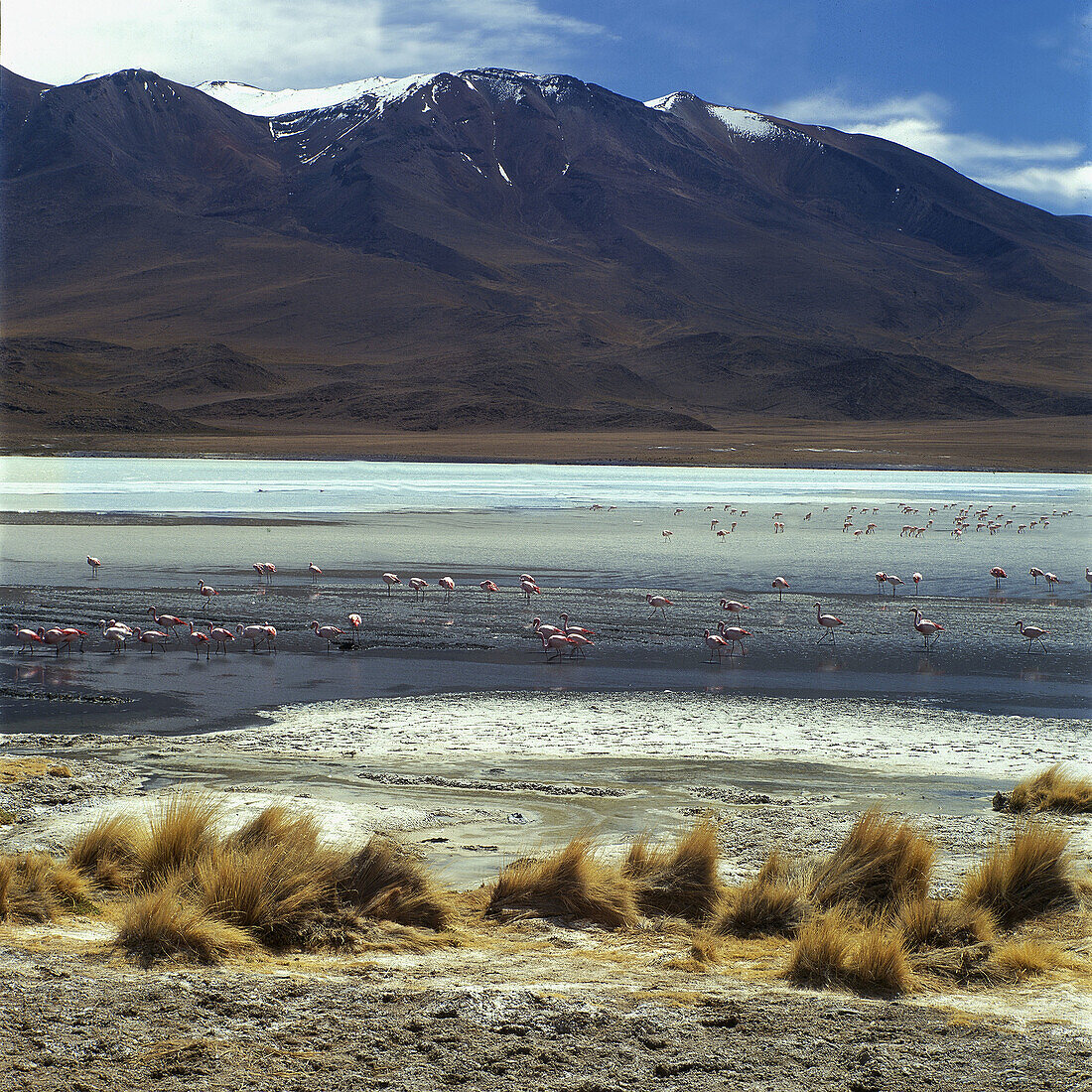 Laguna Hedionda. Bolivia.