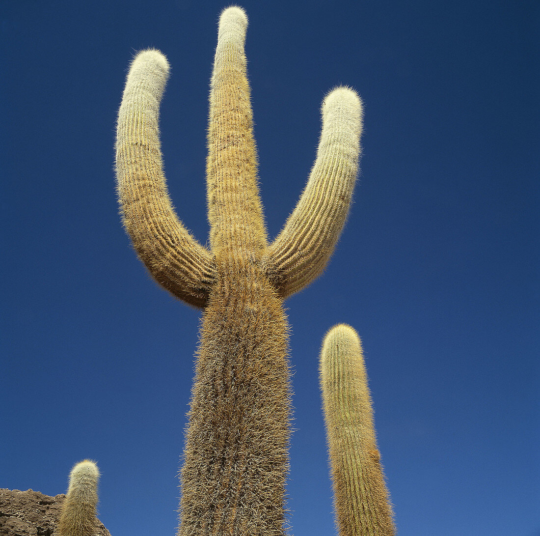 Arid, Aridity, Barren, Blue, Blue sky, Bolivia, Cactus, Calm, Calmness, Color, Colour, Daytime, Desert, Deserted, Deserts, Desolate, Desolation, Dry, Exterior, From below, Landscape, Landscapes, Latin America, Low angle, Low angle view, Nature, Nobody, Ou