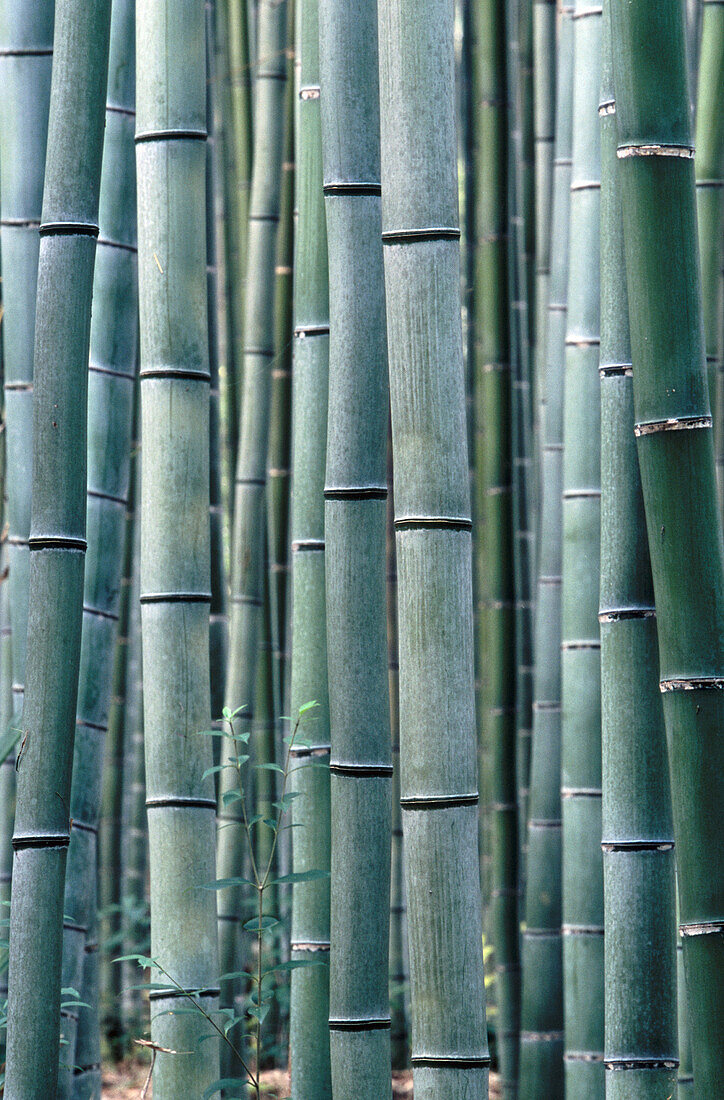 Grove of bamboo in the Sagano district of Kyoto city. Kyoto. Japan.