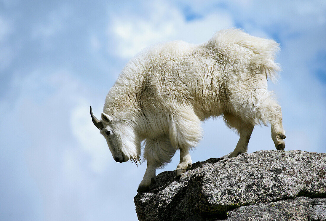 A mountain goat poses atop a rock outcrop on Mt. Evans, Colorado, USA.
