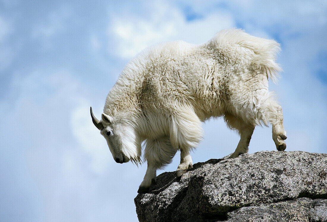 A mountain goat poses atop a rock … – Bild kaufen – 70199503 lookphotos