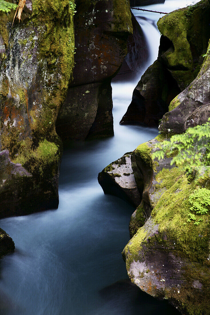 A glacier fed stream rushes through the moss covered boulders of Avalanche Gorge, Glacier National Park, Montana, USA.