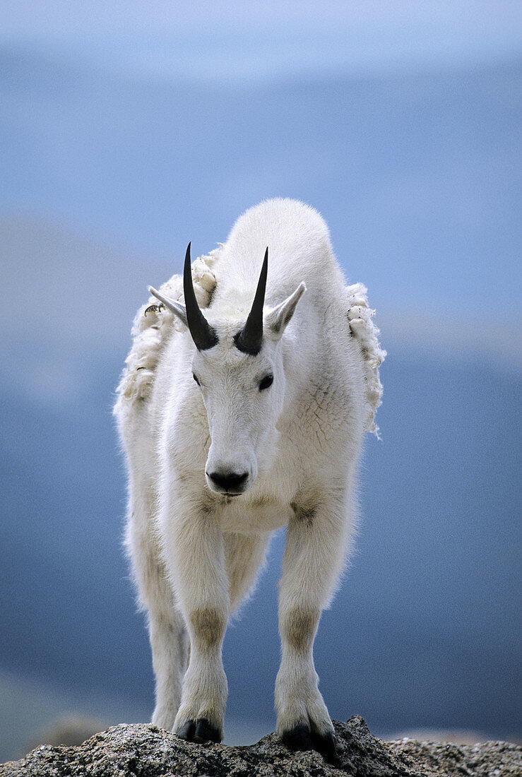 A mountain goat poses atop a rocky outcrop at over 14,000 on Mt. Evans summit in Colorado, USA.