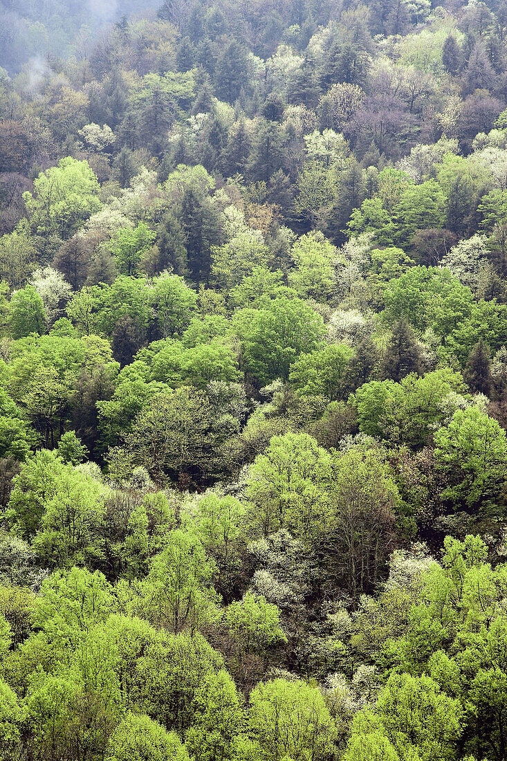 Spring leaves sprout from a hillside of trees in Great Smoky Mountains National Park, Tennessee, USA.