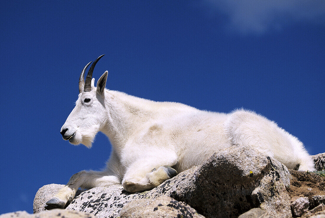 A mountain goat rests atop granite boulders high on the slopes of Mount Evans, Colorado, USA.