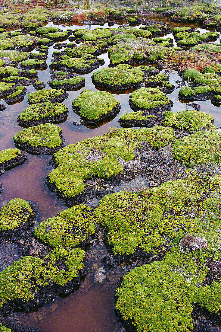 Peat bog in Isla Navarino near Cape Horn. Chile
