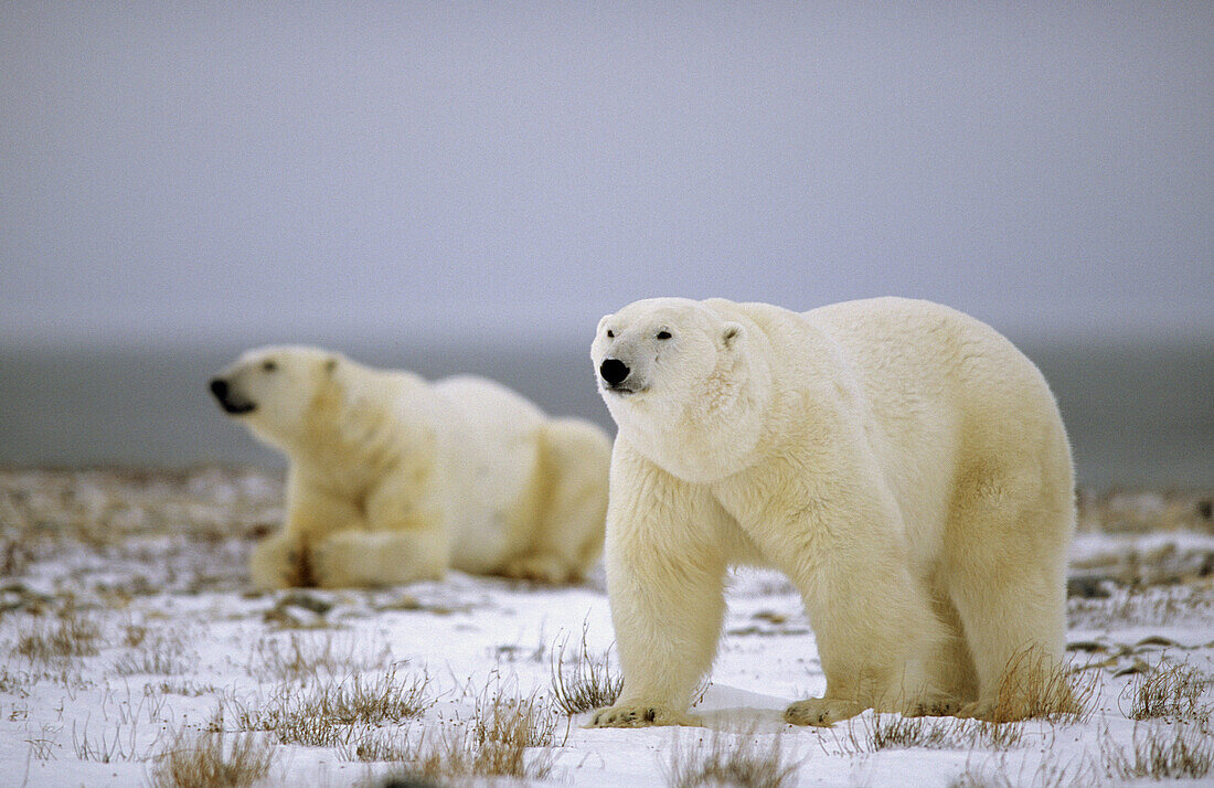 Two male polar bears on tundra (Ursus maritimus). Churchill, Manitoba, Canada