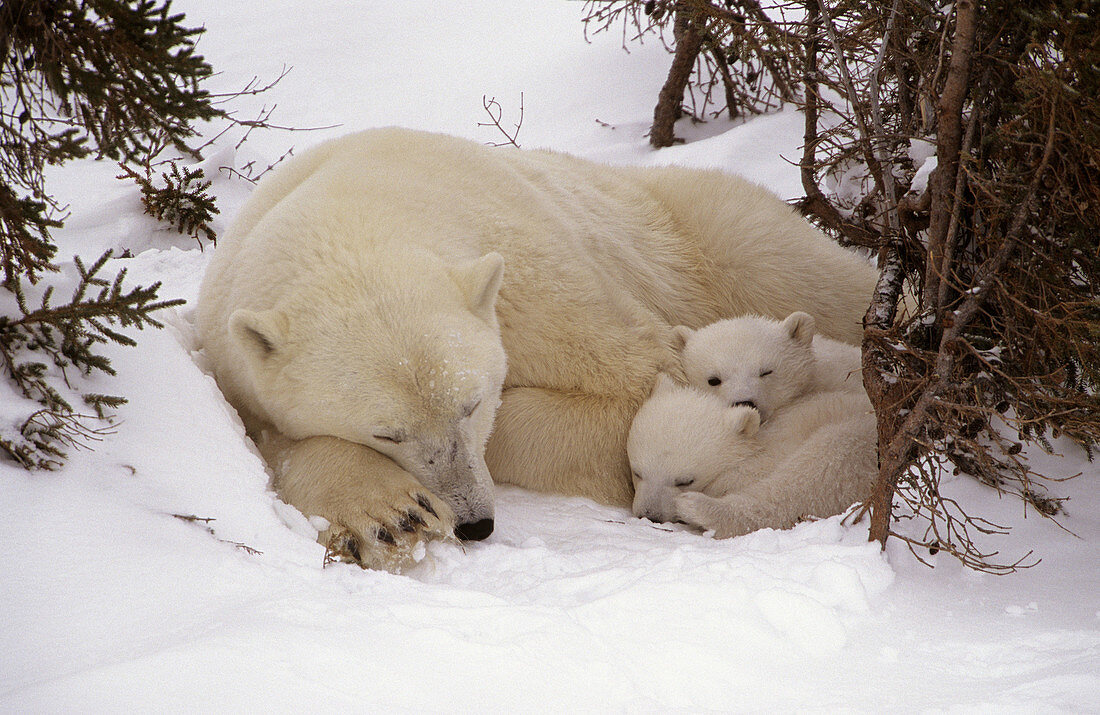 Polar bear sleeping with two three month old cubs (Ursus maritimus), Wapusk National Park. Churchill, Manitoba, Canada