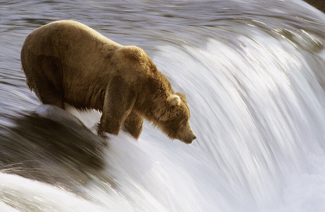 Grizzly bear fishing in river (Ursus arctos horribilis). Brooks river, Katmai National Park, Alaska, USA