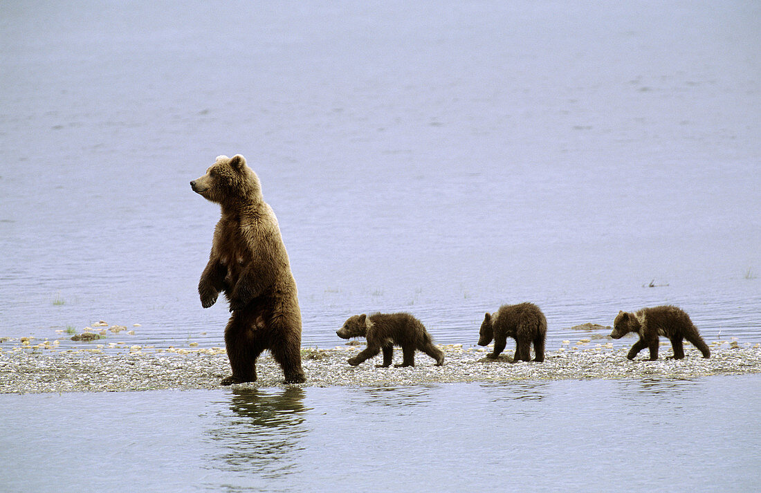 Grizzly bear mother and three cubs (Ursus arctos horribilis). Brooks river, Katmai National Park, Alaska, USA