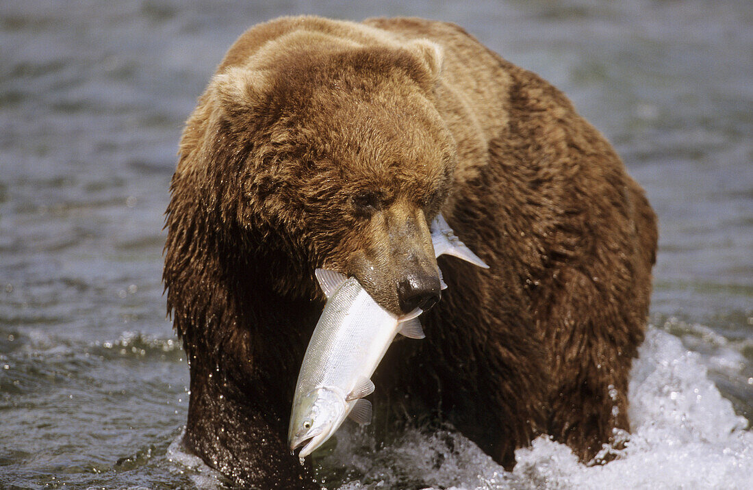 Grizzly bear with caught salmon (Ursus arctos horribilis). Brooks river, Katmai National Park, Alaska, USA