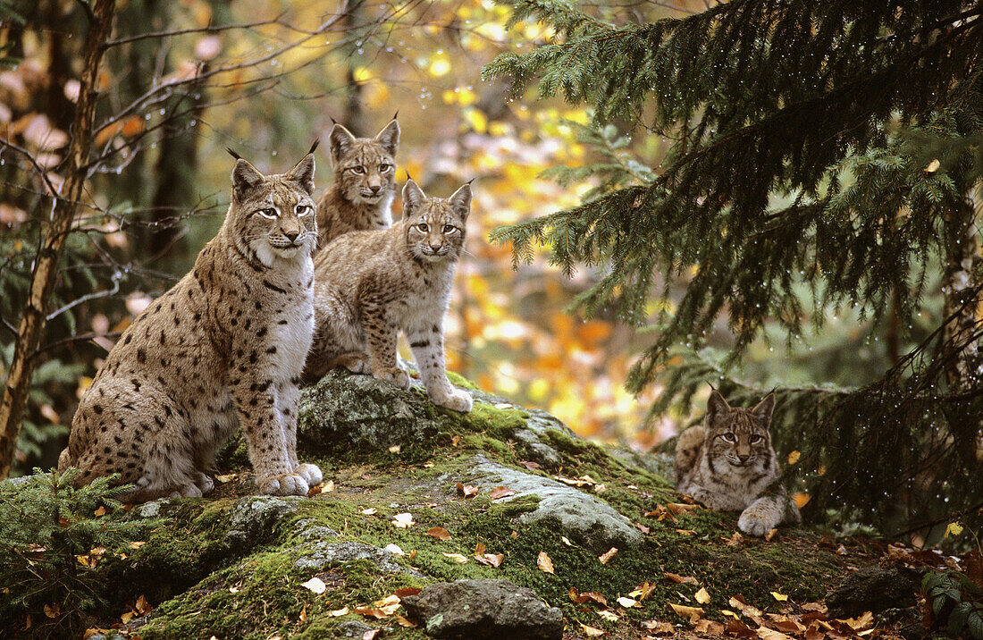 Lynx female with three cubs aged 5 months (Lynx lynx) captive. Bayerischer Wald Nationalpark, Germany