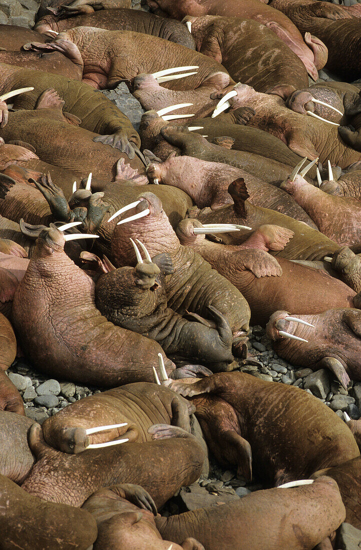 Group of pacific Walrus resting on rock (Odobenus rosmarus). Round Island, Alaska, USA
