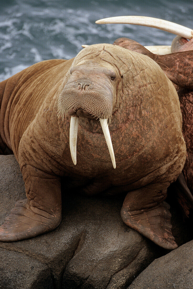 Portrait of a walrus (Odobenus rosmarus). Round Island, Alaska, USA