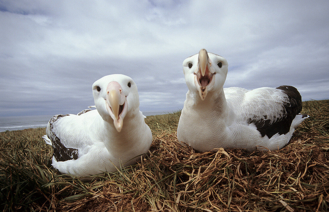 Wondering albatross pair at nest (Diomedea exulans), Kerguelen Island, sub-antarctic