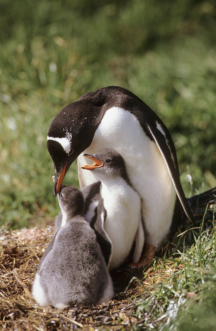 Gentoo penguin with chicks at nest (Pygoscelis papua), Kerguelen Islands, sub-antarctic