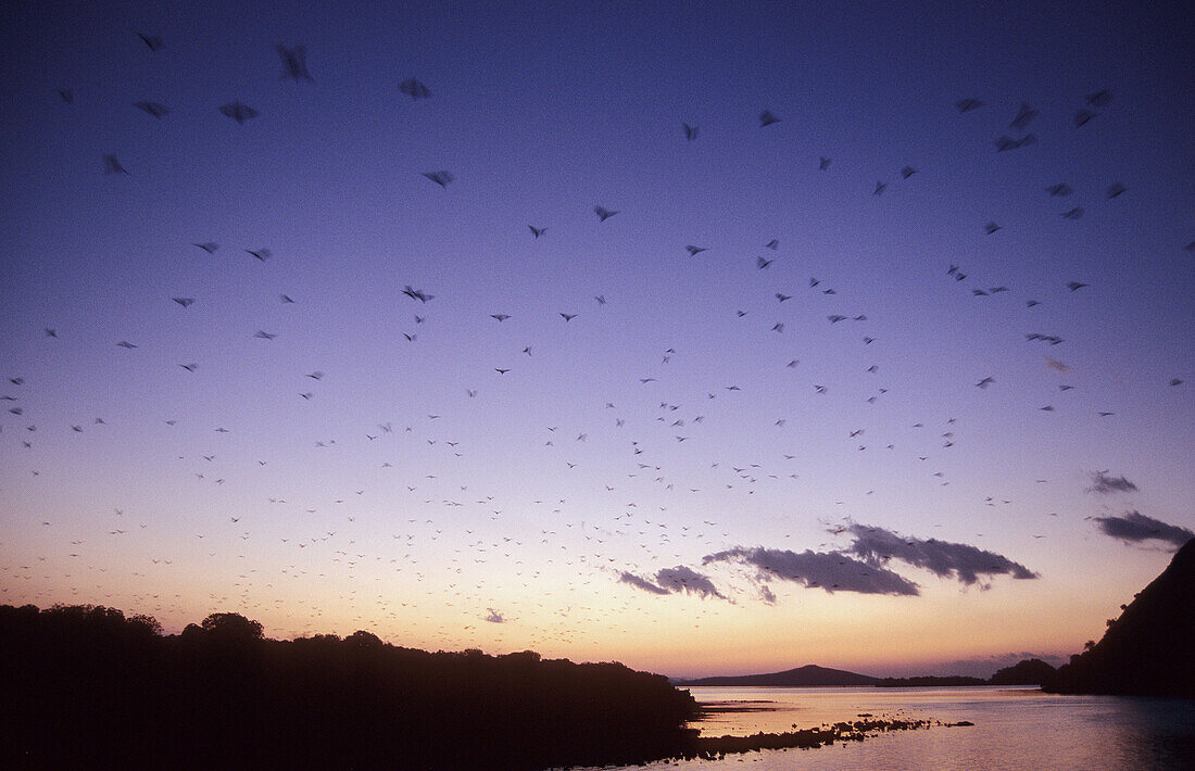 Flock of red flying foxes taking off at sunset (Pteropus scapulatus), Komodo Island, Indonesia